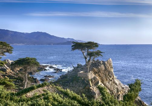 Lone Cypress - 17 mile drive. This is the famous lone cypress in Pebble Beach. Taken on a Sunny Spring day.