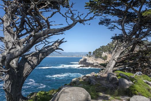 Taken at Point Lobos State Park in California. Point Lobos is located 5 miles from Carmel-by-the-sea, California.