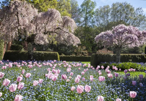 This image was taken at a formal garden near San Francisco, California. Spring had arrived, and the tulips as well as most of the trees were in mid bloom.