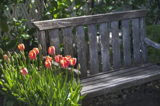 This bench is located in a formal botanical garden. The garden featured freshly blooming tulips which can be found throughout the park.