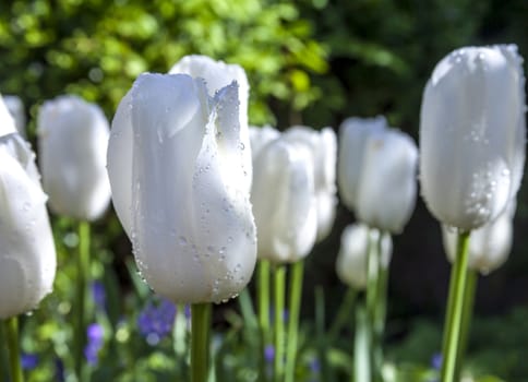 This is an image of a garden of blooming white tulips found in a formal garden just after being watered. 