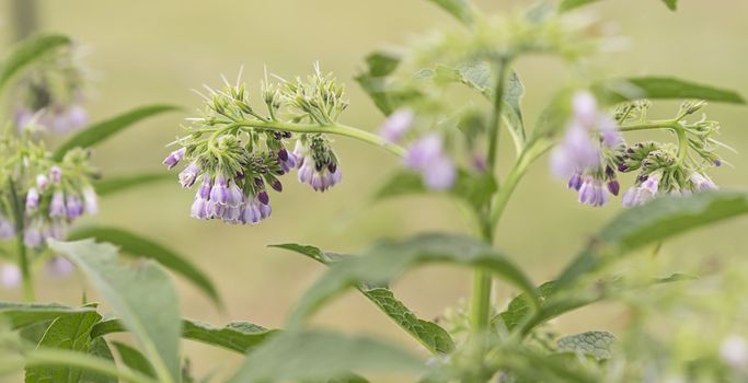 Purple blue comfrey or comphrey flowers with leaves  in panoramic view