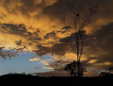 Ominous golden Australian sunset with stormy mammatus clouds and eucalyptus gumtree silhouette