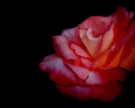 Red rose flower on black background for love, condolence or celebration