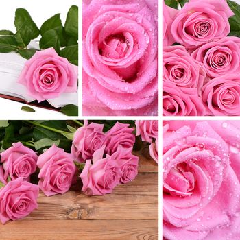 Beautiful pink rose with water drops macro