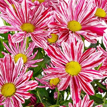 The flower pink chrysanthemums as a background