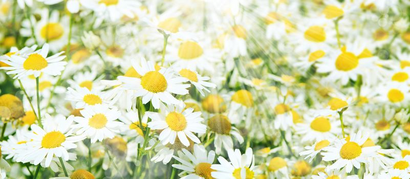 The summer field with daisies and cornflower