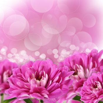 The flower pink chrysanthemums as a background