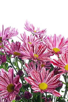 Flower pink chrysanthemums on isolated white background