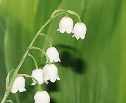 The lily of the Valley - Convallaria Majalis 