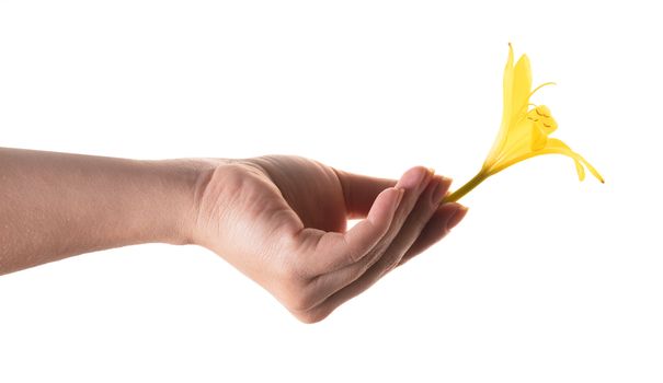 yellow lily flower in a female hand on white background