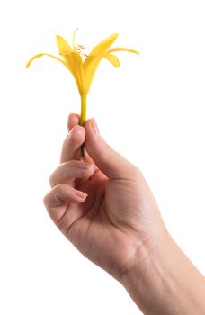 yellow lily flower in a female hand on white background