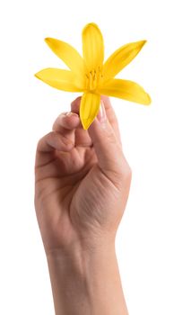 yellow lily flower in a female hand on white background