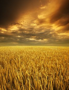 Golden paddy fields landscape view in morning sunrise with cloudy sky.