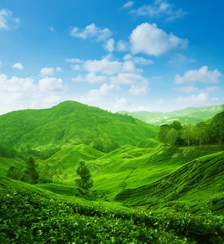 Tea farm with blue sky in Cameron Highlands, Malaysia