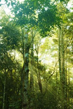 Fantastic tropical green forest view with sun flare in morning.