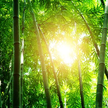 Asian bamboo forest view with beautiful morning sunlight.
