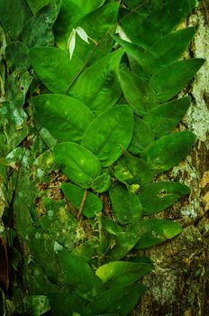 Close up creeping vines in tropical jungle.