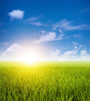 Paddy fields landscape view in clear blue sky.