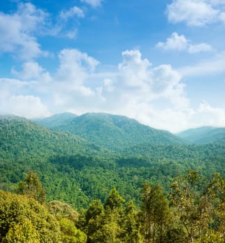 Tropical green forest landscape view from bukit terisek, Taman Negara, Malaysia.