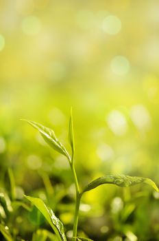 Close up tea leaves with bokeh and sunlight.