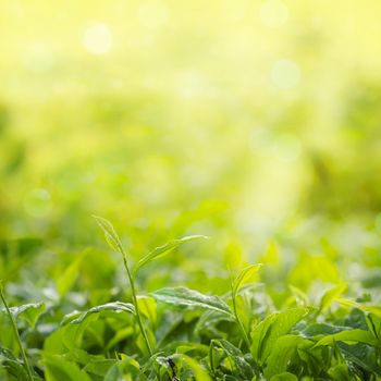 Close up tea leaves with bokeh sunlight and copy space.