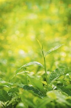 Close up tea plant with bokeh sunlight and copy space.