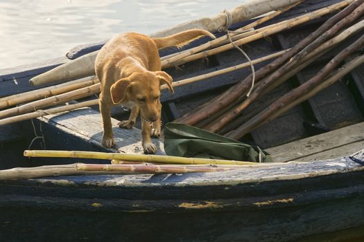 The dog accompanies the fisherman while fishing in the lagoon.