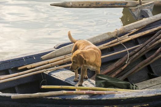 The dog accompanies the fisherman while fishing in the lagoon.