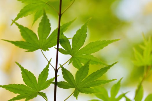 Macro details of fresh green Japanese Maple leaves in horizontal frame