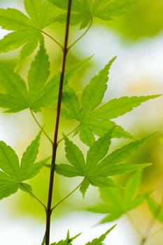 Macro details of fresh green Japanese Maple leaves in vertical frame