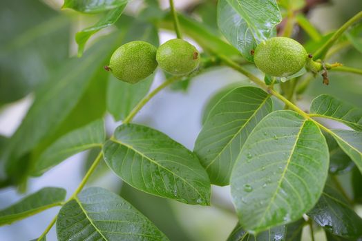 Unripe walnut and walnut tree (Juglans regia) in spring rain