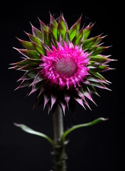 Thistle flower on black background in studio