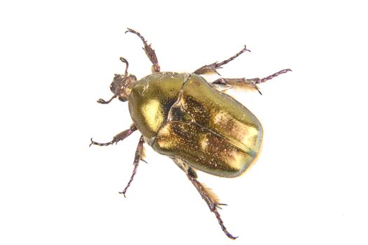 Beetle (Potosia cuprea) isolated on a white background