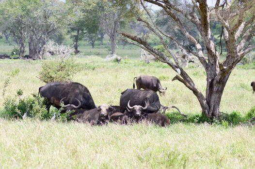 Herd of buffalo in the shade of a tree in the savanna of West Tsavo Park in Kenya