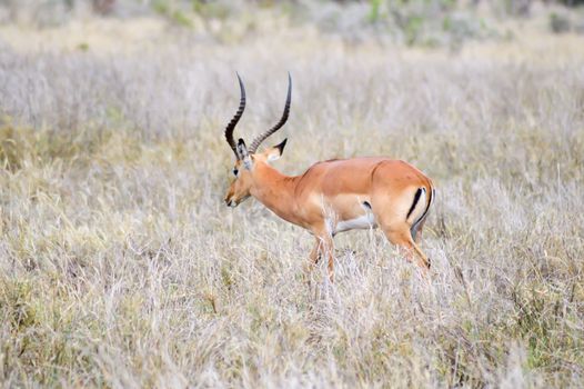 Impala isolated grazing in East Tsavo Park in Kenya