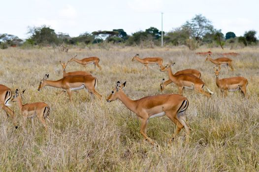 Three Impalas in the savanna of East Tsavo Park in Kenya