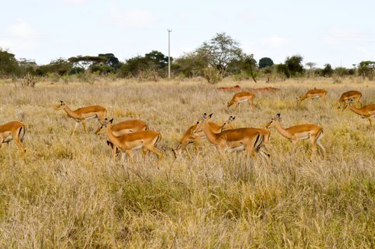 Three Impalas in the savanna of East Tsavo Park in Kenya