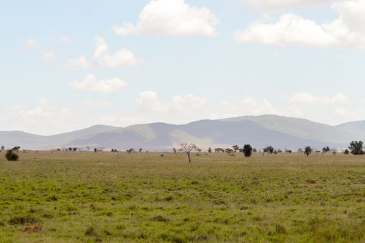 View of the Tsavo East savannah in Kenya with the mountains in the background