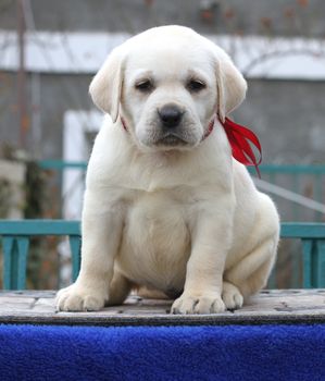 the little yellow labrador puppy sitting on blue background