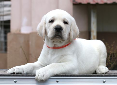 little yellow labrador puppy sitting on grey background