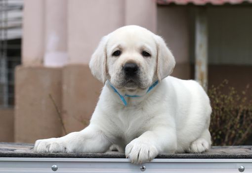 a little yellow labrador puppy sitting on grey background
