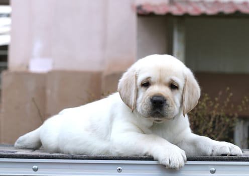 the little yellow labrador puppy sitting on grey background
