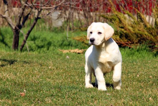 a yellow nice labrador puppy in the garden