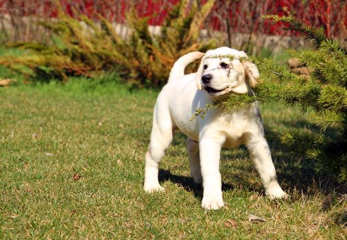 the yellow nice labrador puppy in the garden