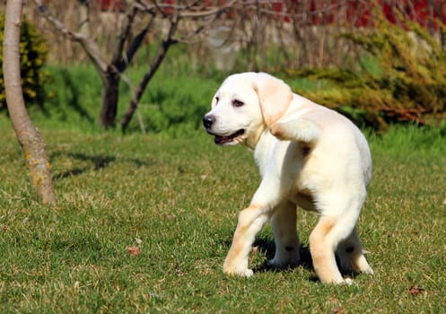 yellow nice labrador puppy in the garden