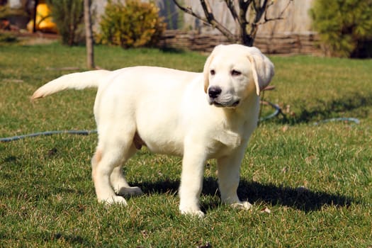 yellow cute nice labrador puppy in the garden