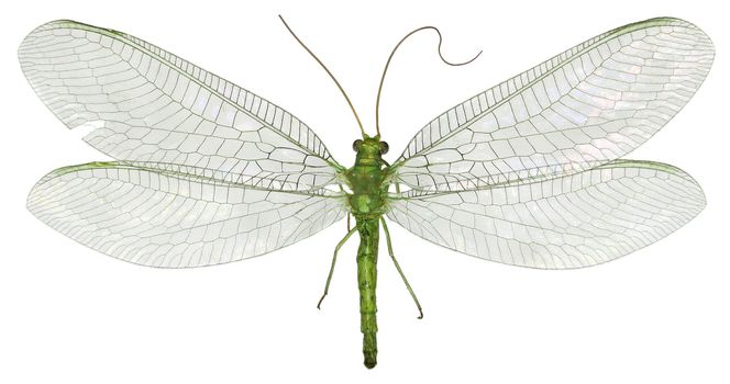 Green Lacewing Chrysopa on white Background  -  Chrysopa gibeauxi (Leraut, 1989)