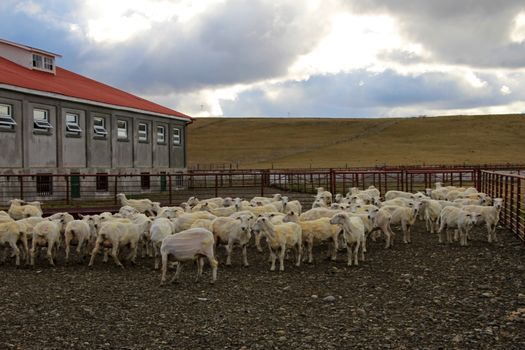Sheared sheeps at an estancia near Rio Grande, Tierra Del Fuego, Patagonia, Argentina