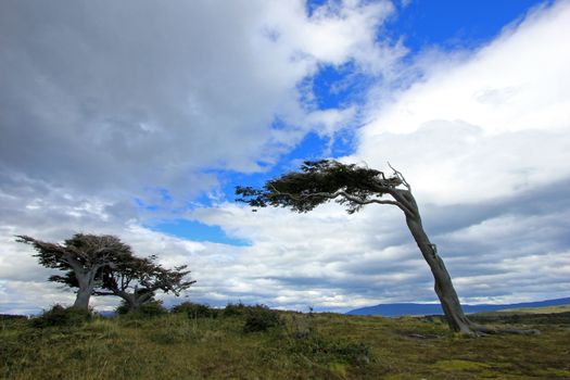 Tree deformed by wind on Tierra del Fuego, Patagonia, Argentina